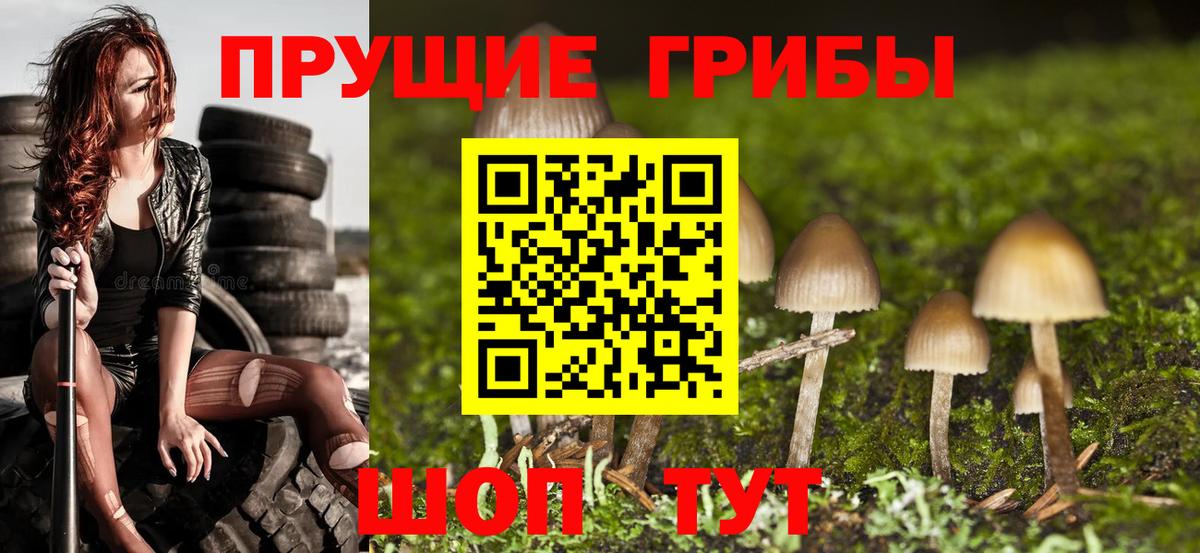 Псилоцибиновые грибы Psilocybe Кандалакша
